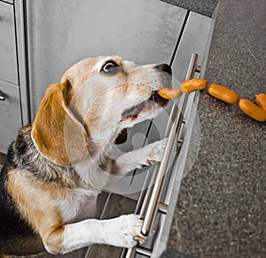 A naughty Beagle, a dog, steals sausages