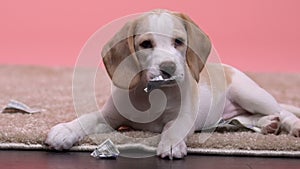 Naughty beagle puppy chewing owners money stash, cute little prankster pet