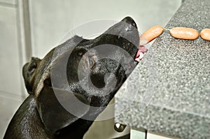 A naughty black dog steals sausages from the table