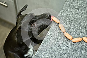 A naughty black dog steals sausages from the table