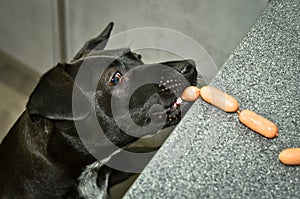 A naughty black dog steals sausages from the table