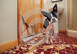 Naughty Boston Terrier