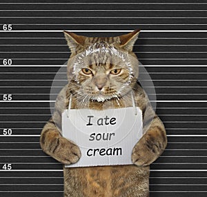 Naughty cat ate sour cream