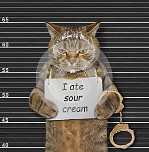 Naughty cat ate sour cream