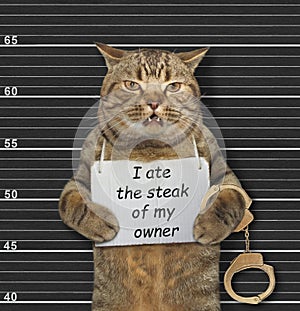 Naughty cat ate steak