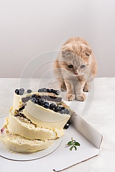 Naughty cat with broken cake. Punishment and regret. Bad luck. Cute scottish fold cat