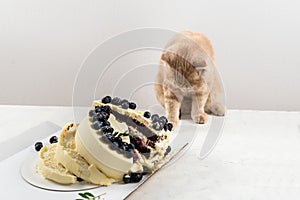Naughty cat with broken cake. Punishment and regret. Bad luck. Cute scottish fold cat. Ruined birthday