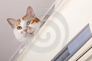 Naughty cat close-up