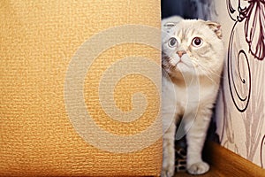 Naughty cat peeking out from behind the sofa