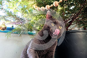 Naughty cat preparing to attack the Christmas tree