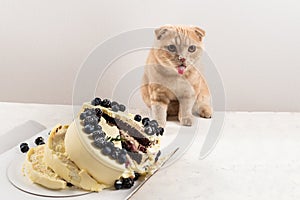 Naughty cat showing tongue sitting near broken cake. Funny cat. Bad behavior. Bad luck. Cute scottish fold cat. Domestic animal