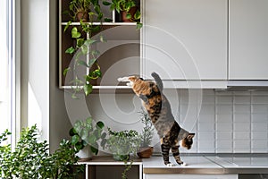 Naughty cat friend jumps from shelf of white wall cabinet landing on kitchen countertop at home