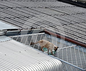 Naughty cat walking on neighbour house wide roof