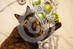 Naughty christmas cat