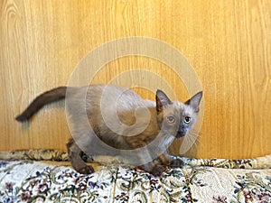 Naughty curious kitten on sofa