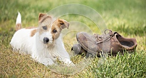 Naughty cute happy dog puppy looking in the grass with chewed shoes