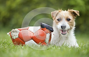 Naughty cute happy pet dog puppy smiling in the grass with his chewed ball