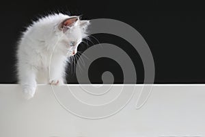 Naughty cute and pretty white little kitten ragdoll and black background