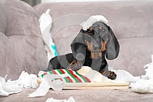 Naughty dachshund puppy was left at home alone and started making a mess. Pet tore up furniture and chews home slipper