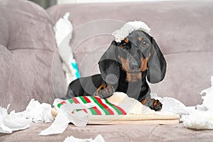Naughty dachshund puppy was left at home alone and started making a mess. Pet tore up furniture and chews home slipper photo