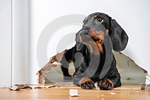 Naughty dachshund puppy was locked in room alone and chewed hole in door to get out. Poorly behaved pets spoil furniture