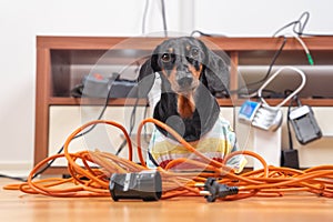 Naughty dachshund was left at home alone and made a mess. Dog in striped t-shirt scattered and tore apart wires and