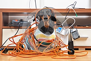 Naughty dachshund was left at home alone and made a mess. Dog in striped t-shirt scattered and tore apart wires and