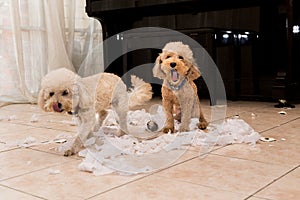 Naughty dog destroyed tissue roll into pieces when home alone