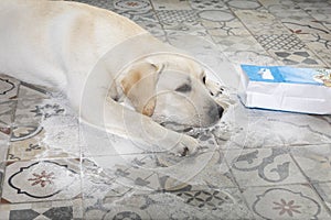 Naughty dog. dirty labrador retriever puppy with guilty expression lying near mess on kitchen floor