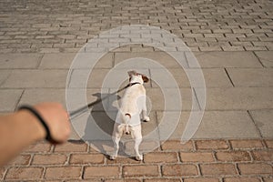 Naughty dog Jack Russell Terrier pulls the owner by the leash