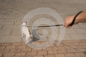 Naughty dog Jack Russell Terrier pulls the owner by the leash