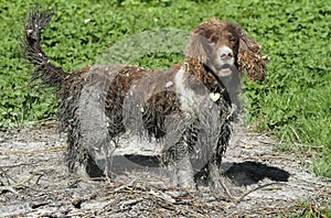 A naughty English Springer Spaniel dog that has been swimming in a bog and then to finish the look has rolled in an old bonfire.