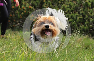 Naughty face of Biewer Terrier. Dog race which is only in Deutchland and czech republic. Biewer Yorkshire Terrier runs. Captured photo