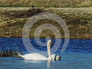 Naughty swan in the lagoon photo