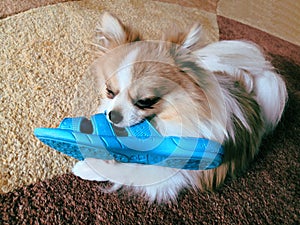 Naughty German Spitz who took stole blue Slippers