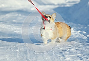 Naughty cute ginger puppy dog Corgi walks in the white snow on the road in the Park in winter and pulls the leash with his teeth