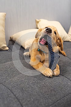 Naughty golden puppy biting a slipper on sofa at home