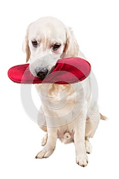 Naughty golden retriever puppy with slipper in mouth