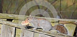 A Naughty Gray Squirrel with a Biscuit in its mouth