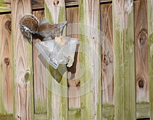 A Naughty Gray Squirrel with a Biscuit in its mouth