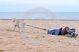 The naughty husky dog runs away from the boy and pulls the child along the sand on the seashore. The boy tries to keep the naughty