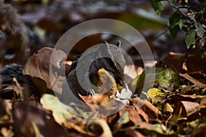 Naughty Indian palm squirrel (Funambulus palmarum) playing with dry leaves in Jnu , New Delhi, India