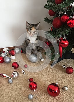 Naughty Kitten and Christmas Tree
