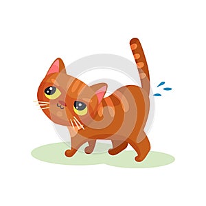 Naughty kitten peeing on the floor, mischievous cute little cat vector Illustration on a white background