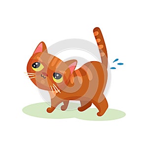 Naughty kitten peeing on the floor, mischievous cute little cat vector Illustration on a white background photo