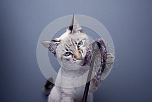 naughty kitten playing with feather toy