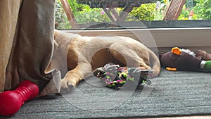 A naughty Labrador puppy ignoring his toys and chewing on the curtains