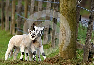 Naughty Lambs