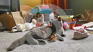 Naughty lazy gray cat lies down in a nursury room after doing a mess earlier