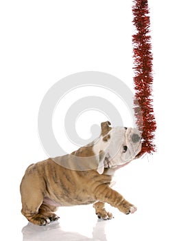 Naughty little christmas helper - english bulldog